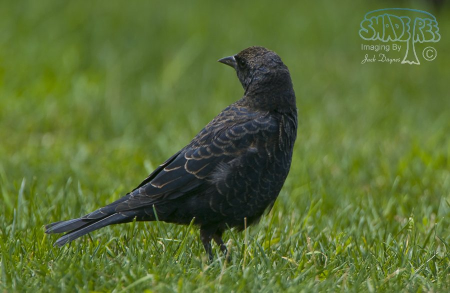 Tricolored Blackbird - Agelaius tricolor