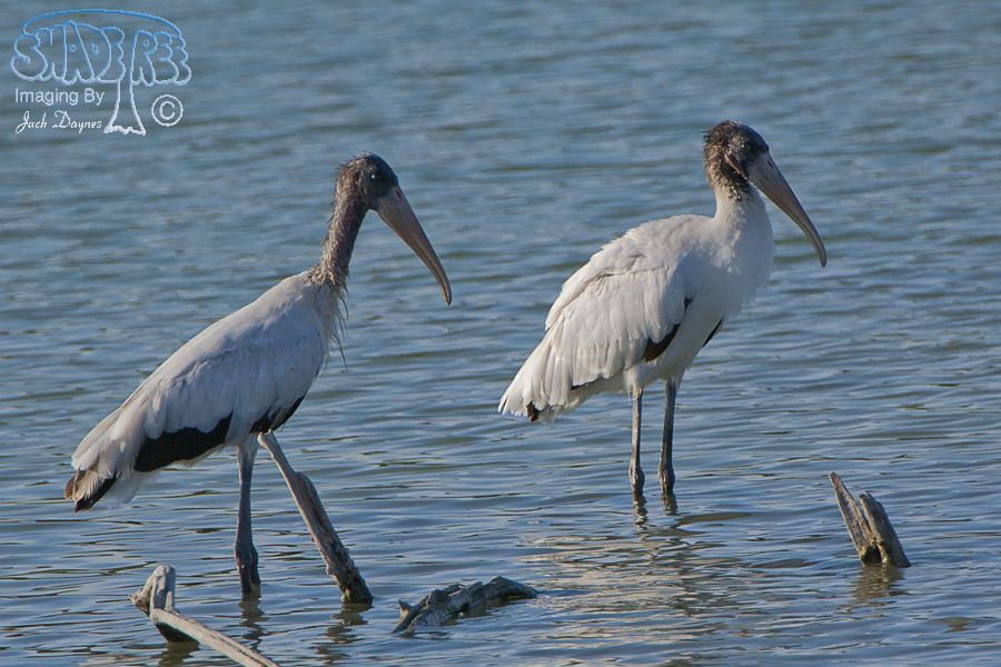 Wood Stork - Mycteria americana
