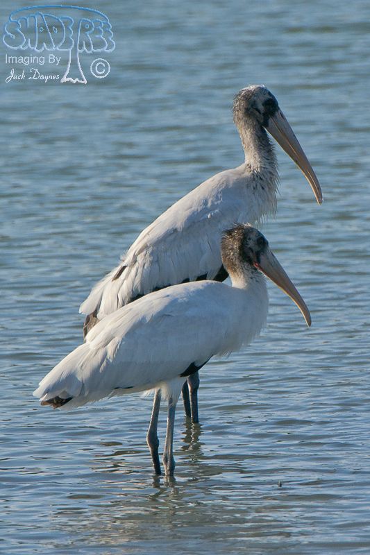Wood Stork - Mycteria americana