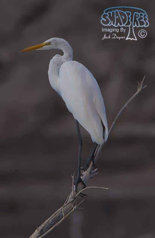 Great Egret - Ardea alba
