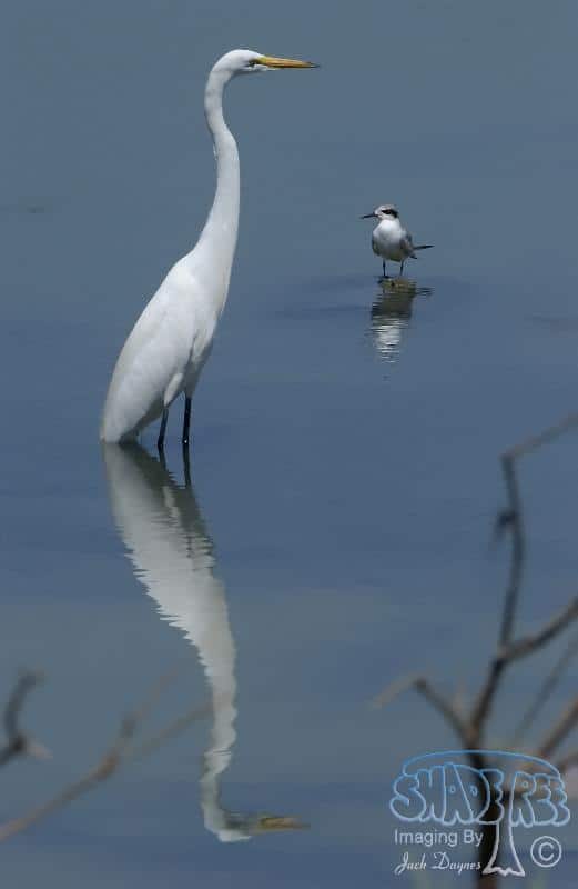 Great Egret - Ardea alba