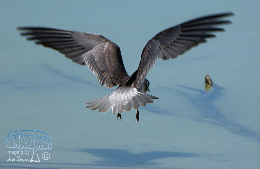 Black Tern - Chlidonias niger