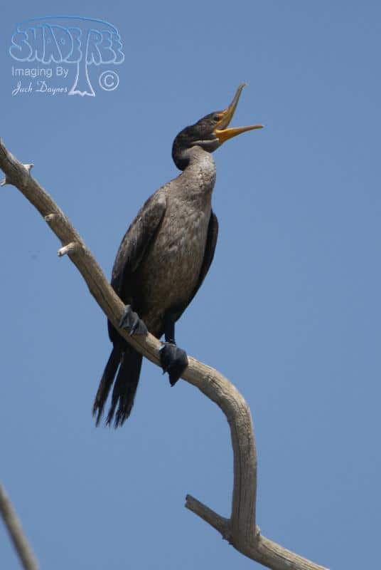 Double-crested Cormorant - Phalacrocorax auritus