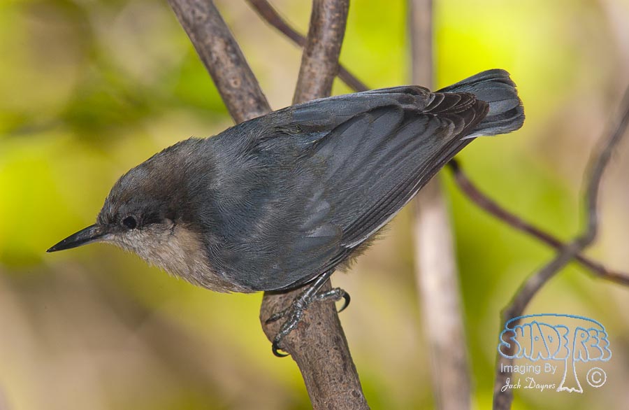 Pygmy Nuthatch - Sitta pygmaea