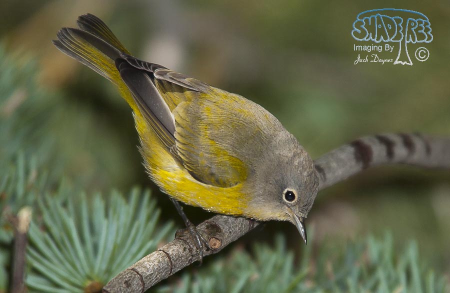 Nashville Warbler - Leiothlypis ruficapilla