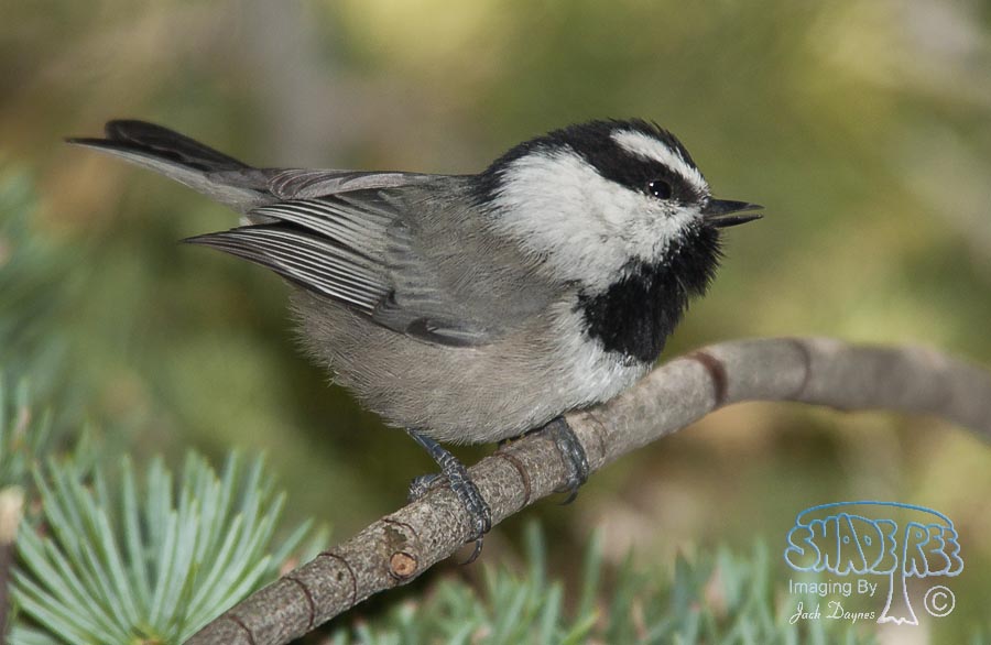 Mountain Chickadee - Poecile gambeli