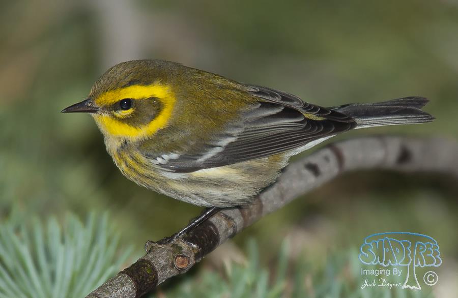 Townsend's Warbler - Setophaga townsendi