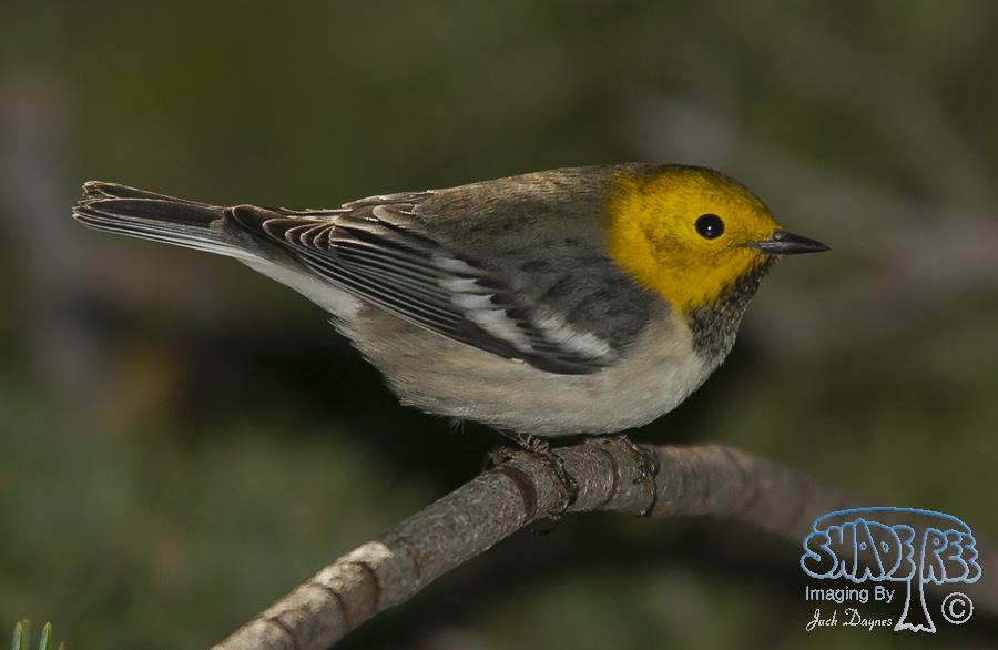 Hermit Warbler - Setophaga occidentalis
