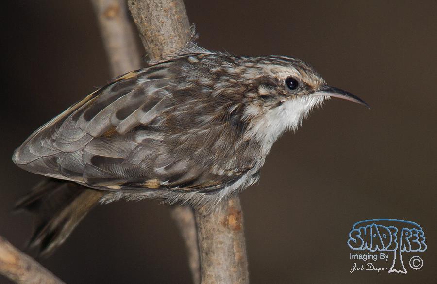 Brown Creeper - Certhia americana