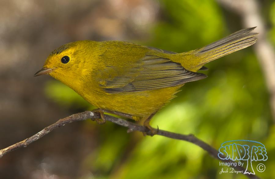 Wilson's Warbler - Cardellina pusilla