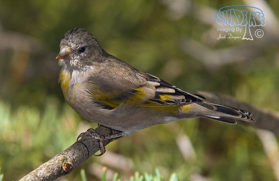 Lawrence's Goldfinch - Carduelis lawrencei