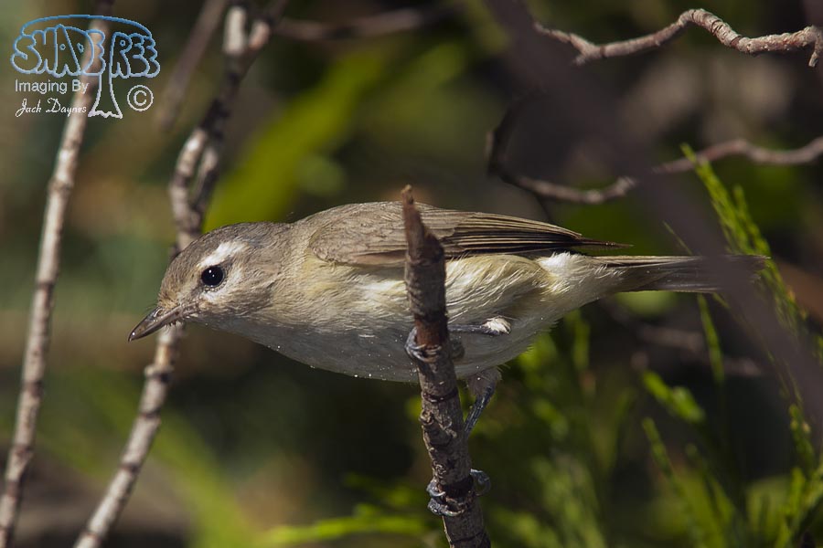 Warbling Vireo - Vireo gilvus