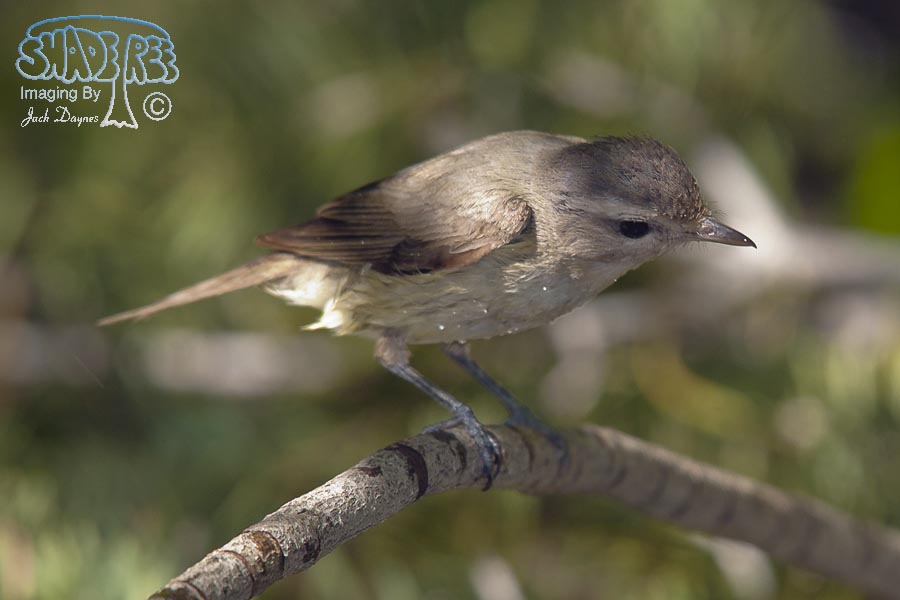 Warbling Vireo - Vireo gilvus