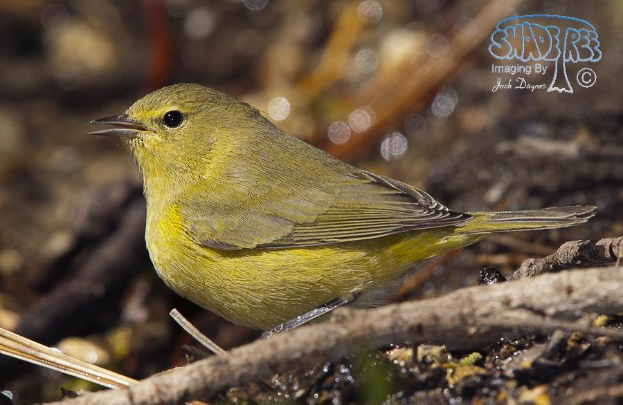 Orange-Crowned Warbler - Leiothlypis celata
