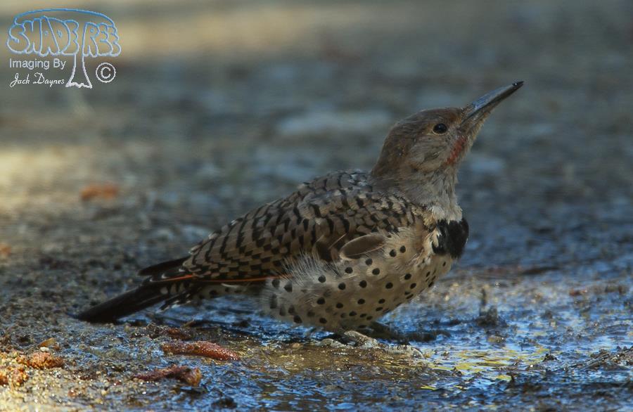 Northern Flicker - Colaptes auratus