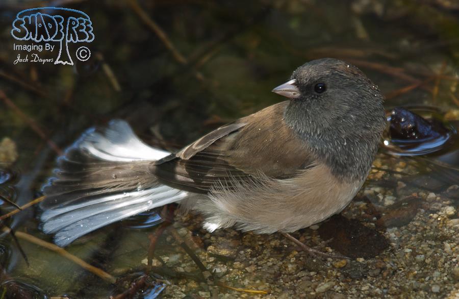 Dark-Eyed Junco - Junco hyemalis