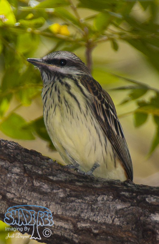 Sulphur-Bellied Flycatcher - Myiodynastes luteiventris