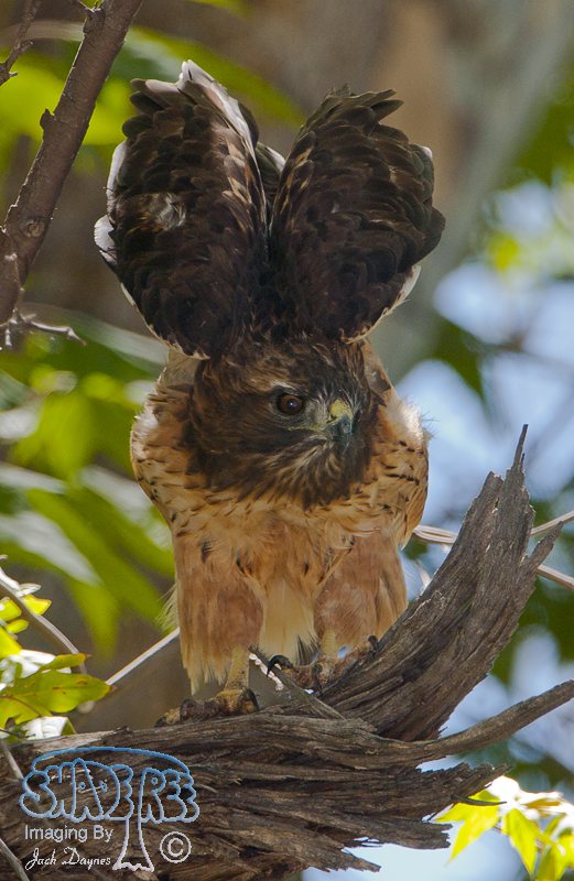 Red-Tailed Hawk - Buteo jamaicensis