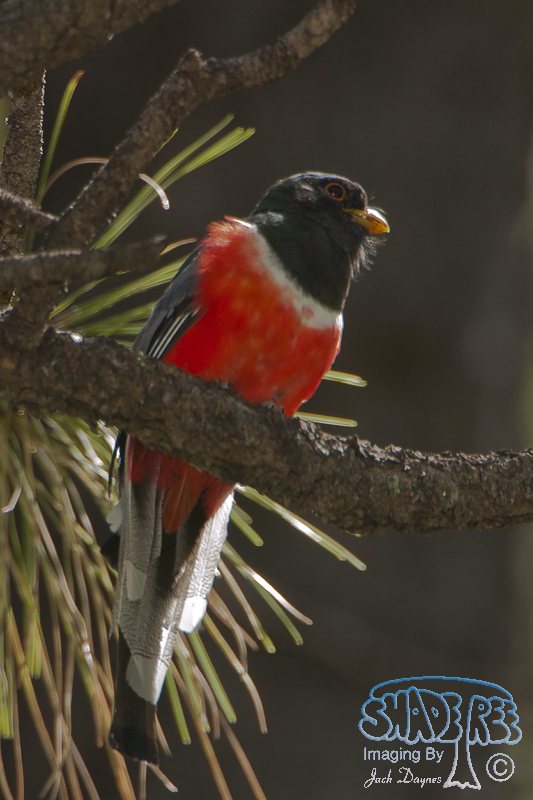Elegant Trogon - Elegant Trogon