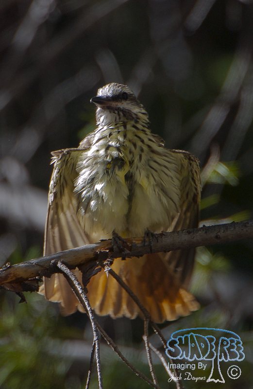 Sulphur-Bellied Flycatcher - Myiodynastes luteiventris
