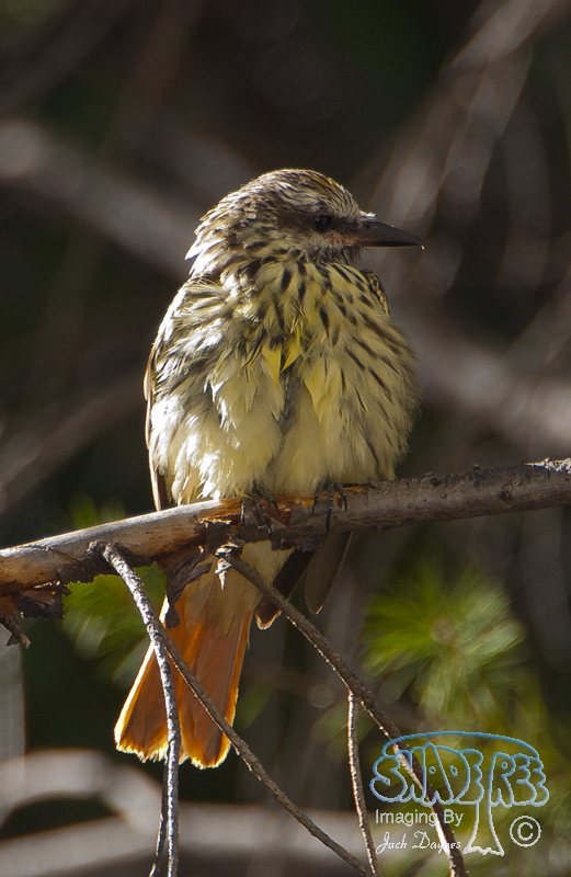 Sulphur-Bellied Flycatcher - Myiodynastes luteiventris