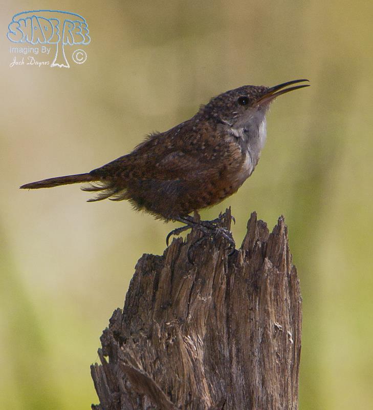 Canyon Wren - Catherpes mexicanus