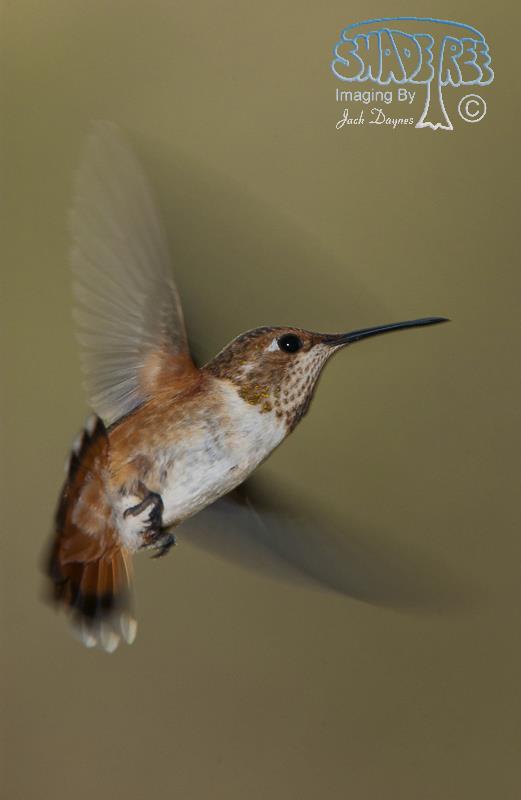 Rufous Hummingbird - Selasphorus rufus