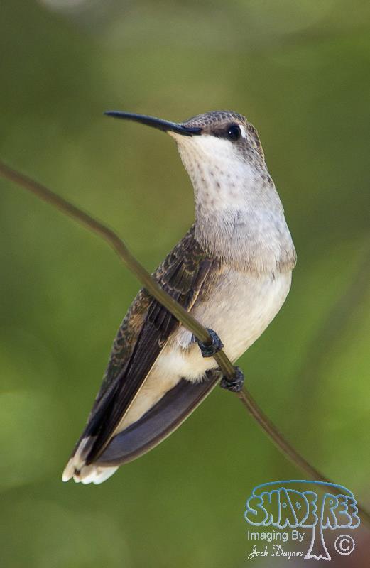 Black-chinned Hummingbird - Archilochus alexandri