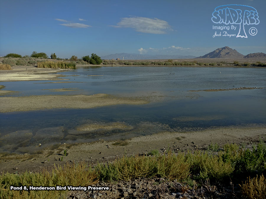 Pond 8 - Scenery