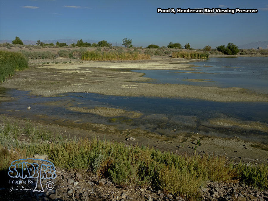Pond 8 - Scenery