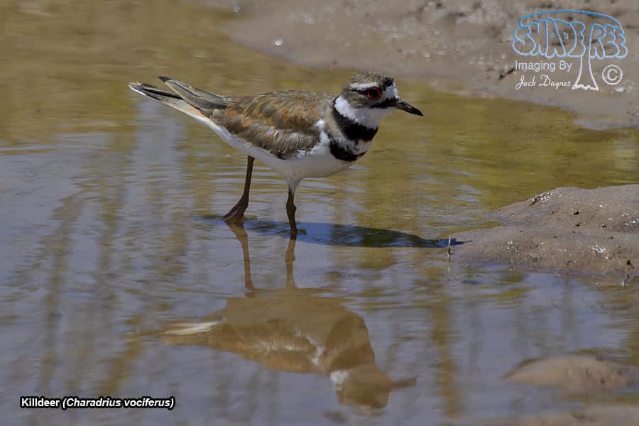 Killdeer - Charadrius vociferus
