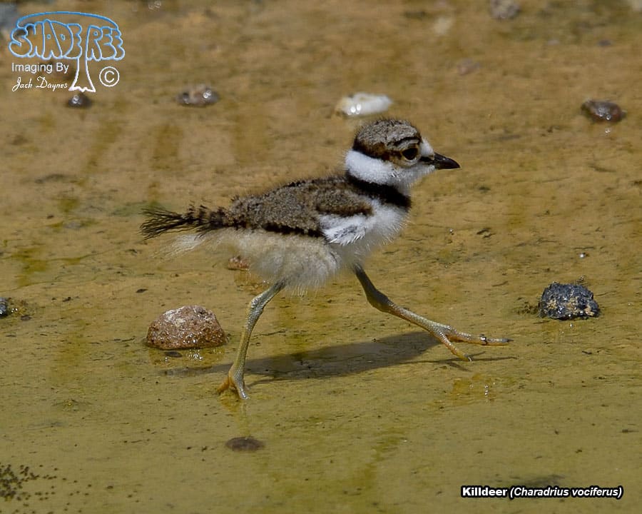 Killdeer - Charadrius vociferus
