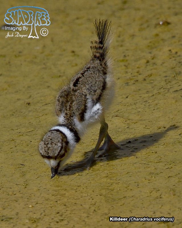 Killdeer - Charadrius vociferus