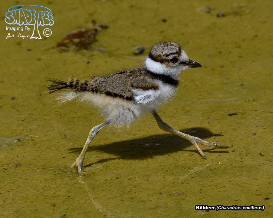 Killdeer - Charadrius vociferus