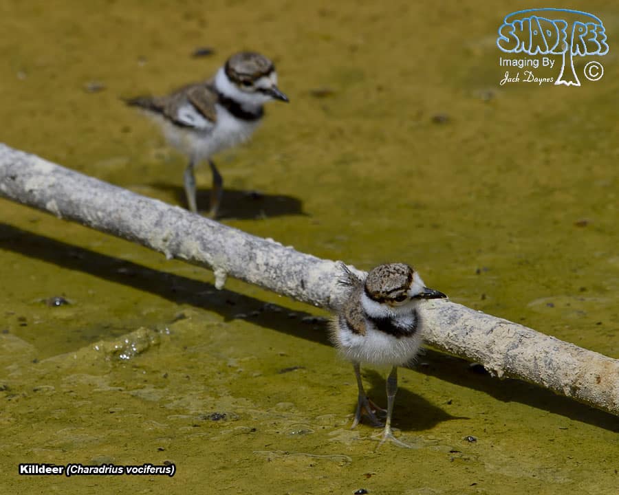 Killdeer - Charadrius vociferus