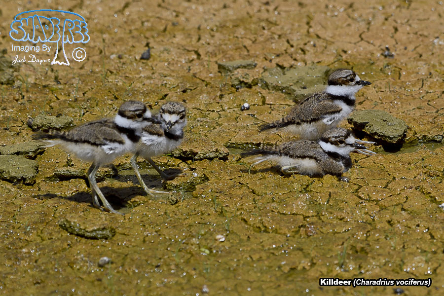 Killdeer - Charadrius vociferus