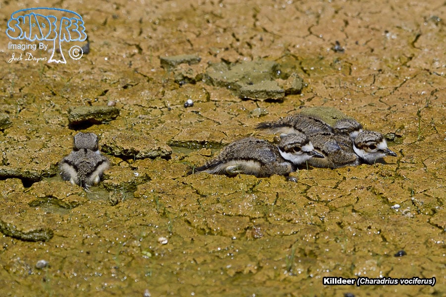 Killdeer - Charadrius vociferus
