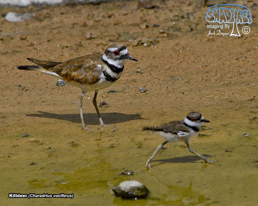 Killdeer - Charadrius vociferus