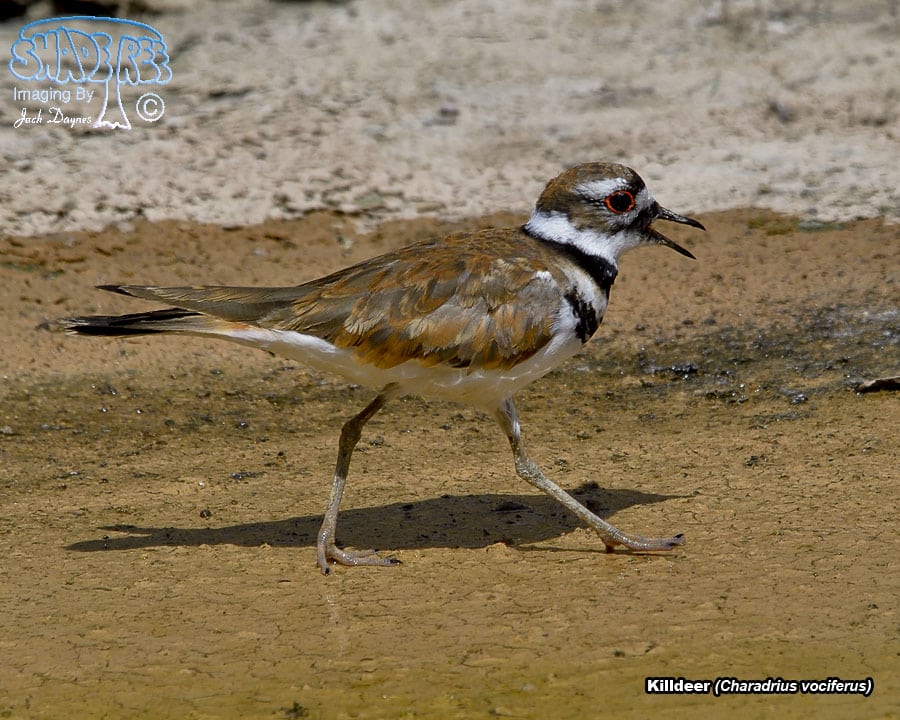 Killdeer - Charadrius vociferus