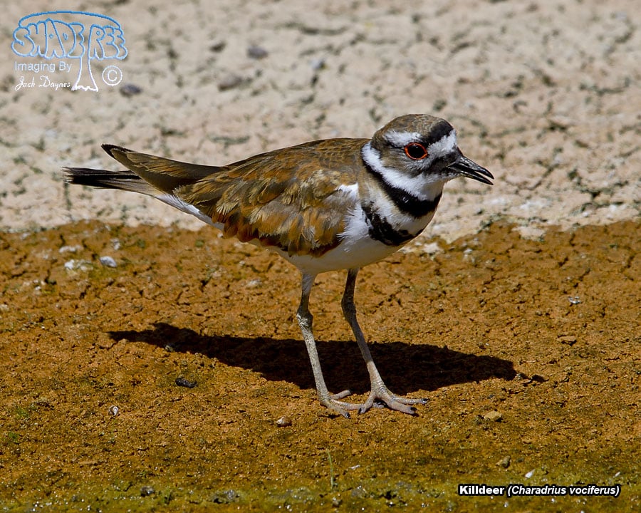 Killdeer - Charadrius vociferus