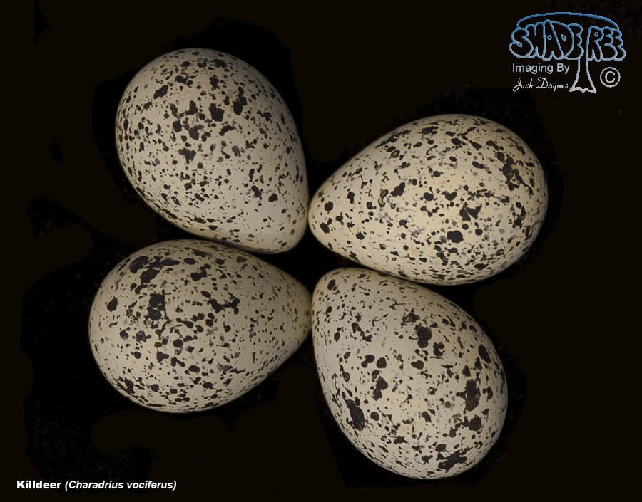 Killdeer - Charadrius vociferus