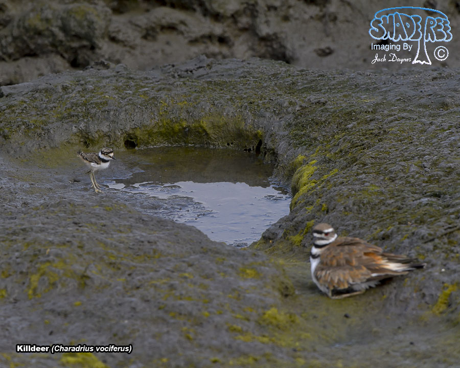 Killdeer - Charadrius vociferus