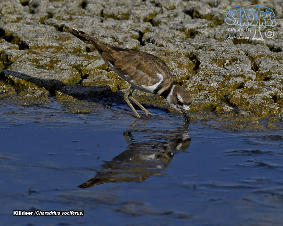 Killdeer - Charadrius vociferus