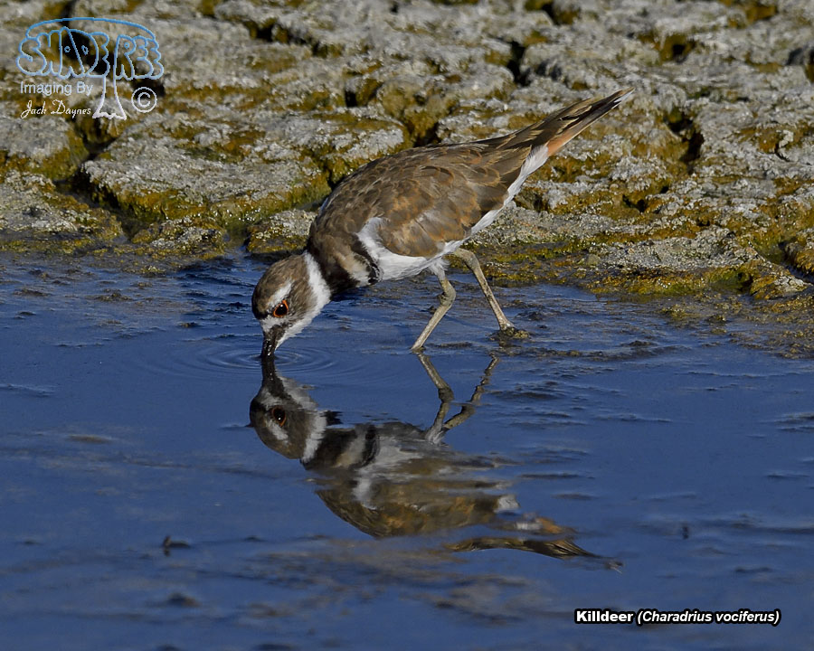 Killdeer - Charadrius vociferus