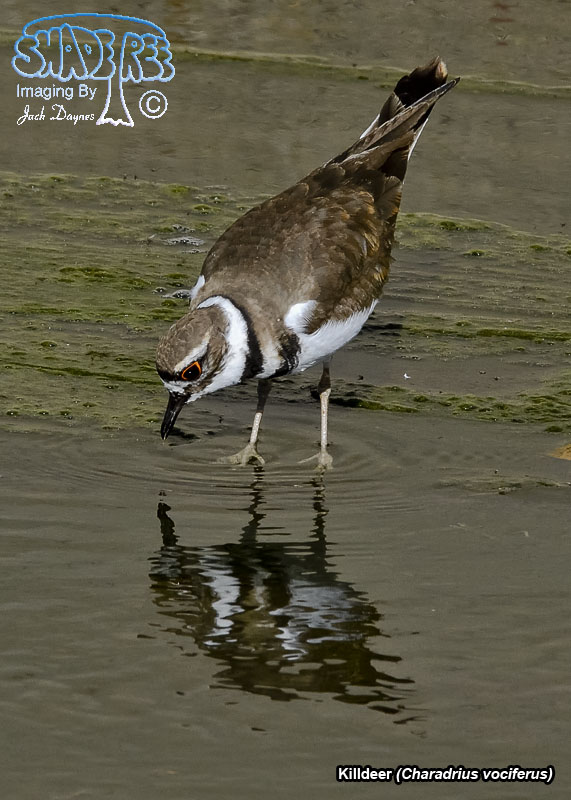 Killdeer - Charadrius vociferus
