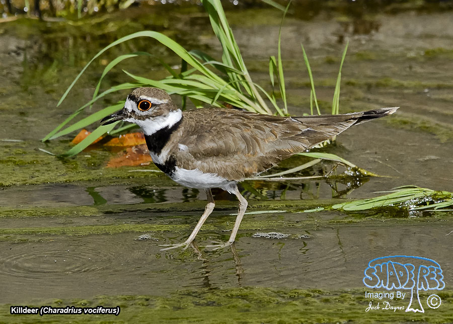 Killdeer - Charadrius vociferus