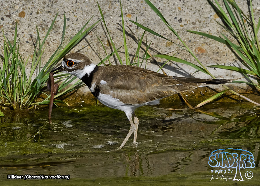 Killdeer - Charadrius vociferus