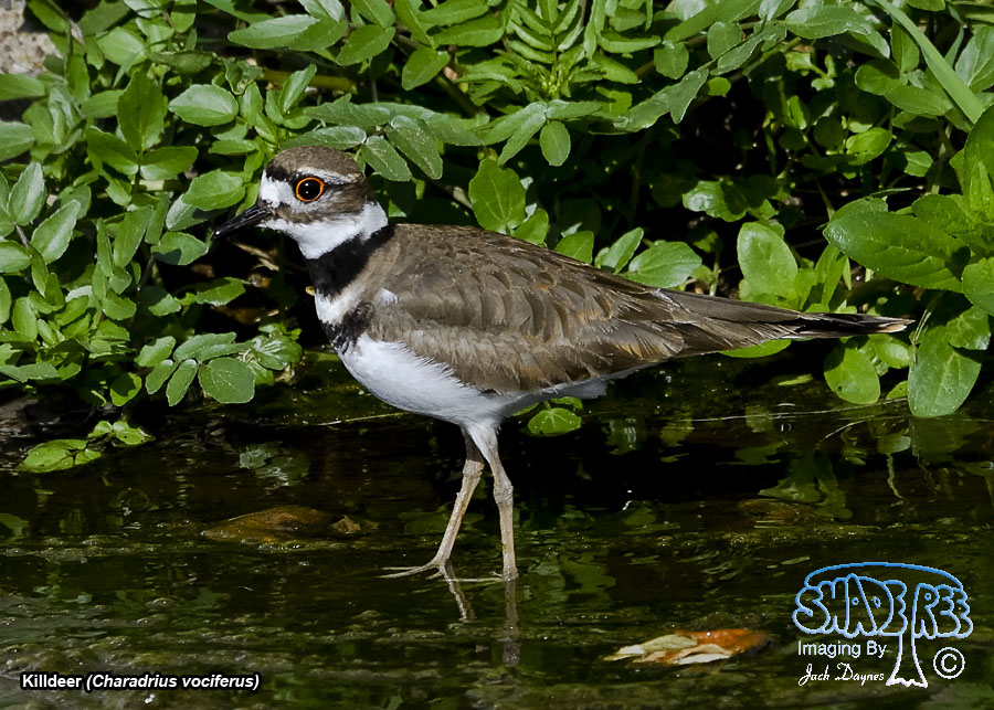 Killdeer - Charadrius vociferus