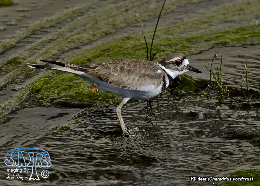 Killdeer - Charadrius vociferus