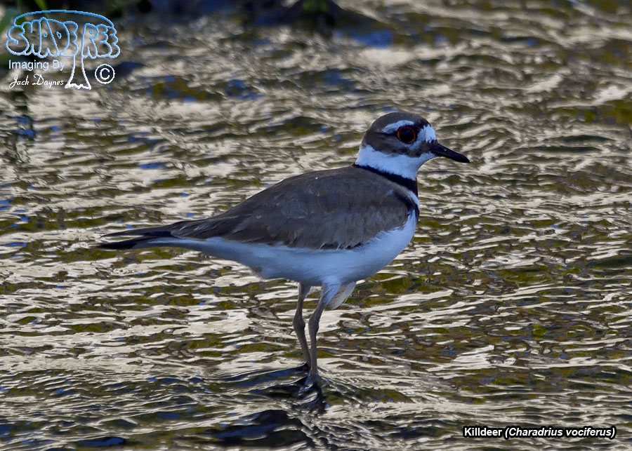 Killdeer - Charadrius vociferus